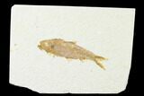 Fossil Fish (Knightia) - Wyoming #143456-1